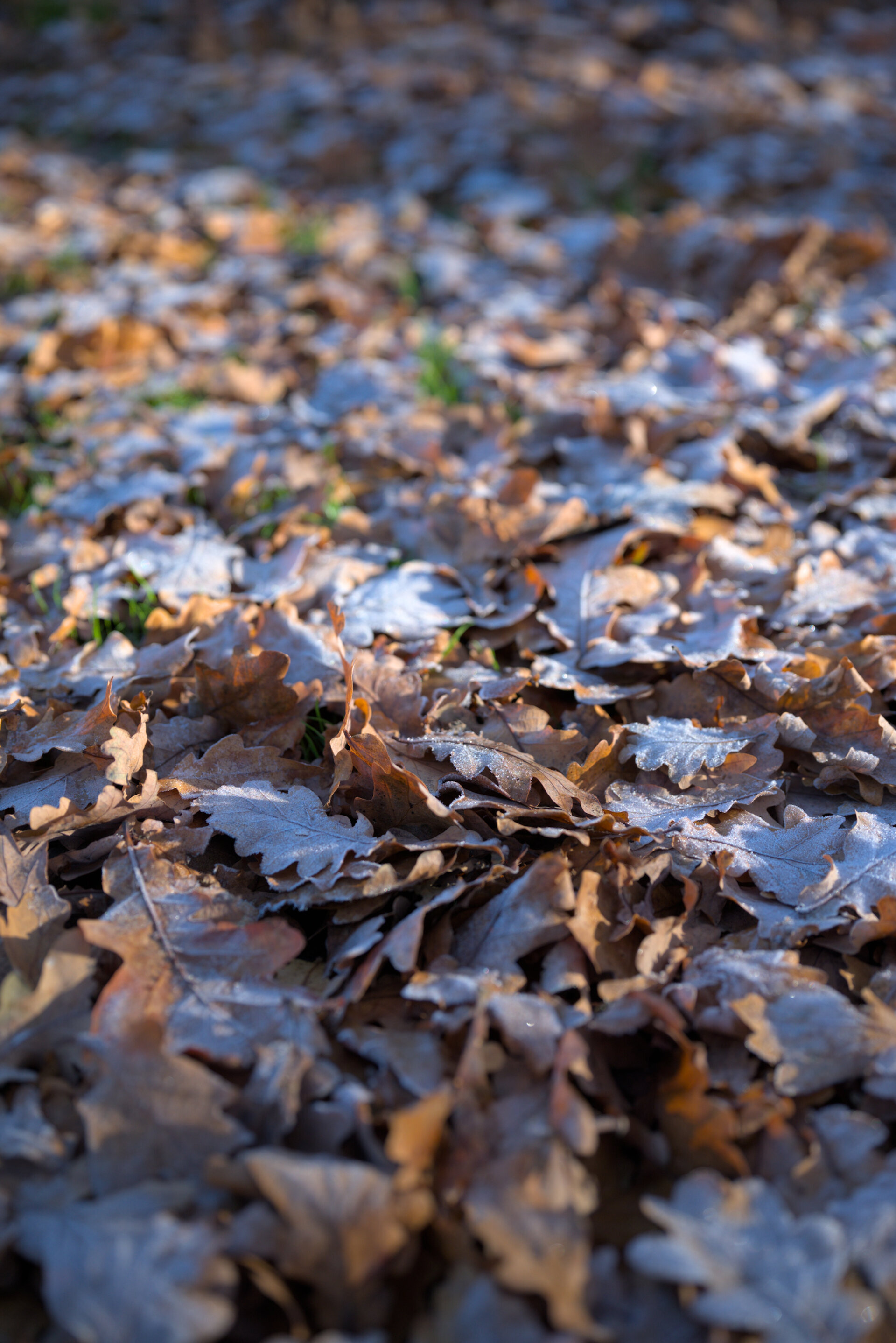 Sun, 23 Nov 2025 16:01:55 +0100